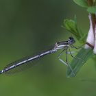 Blaue Federlibelle