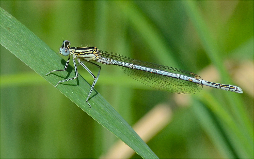 Blaue Federlibelle