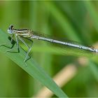 Blaue Federlibelle