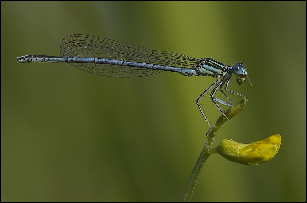 Blaue Federlibelle