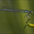 Blaue Federlibelle