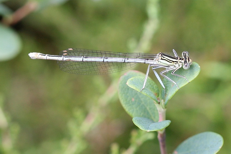 Blaue Federlibelle