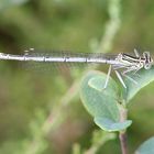 Blaue Federlibelle