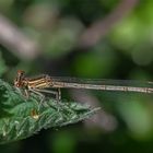 Blaue Federlibelle