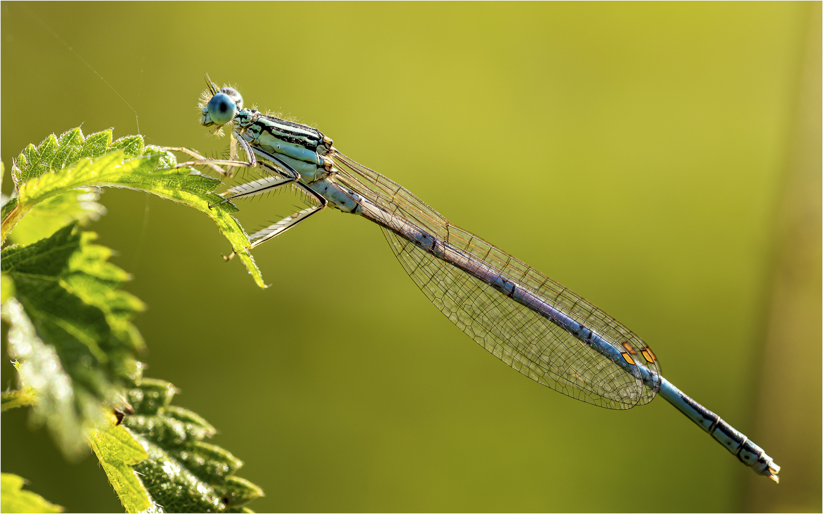 blaue Federlibelle