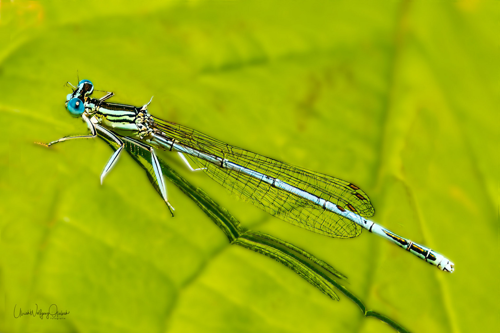 Blaue Federlibelle 