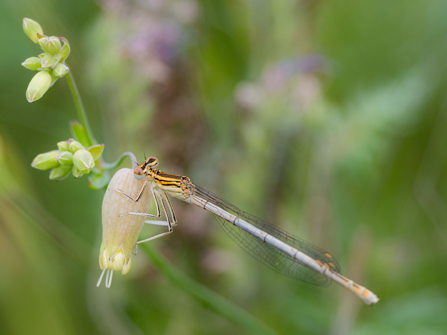 Blaue Federlibelle