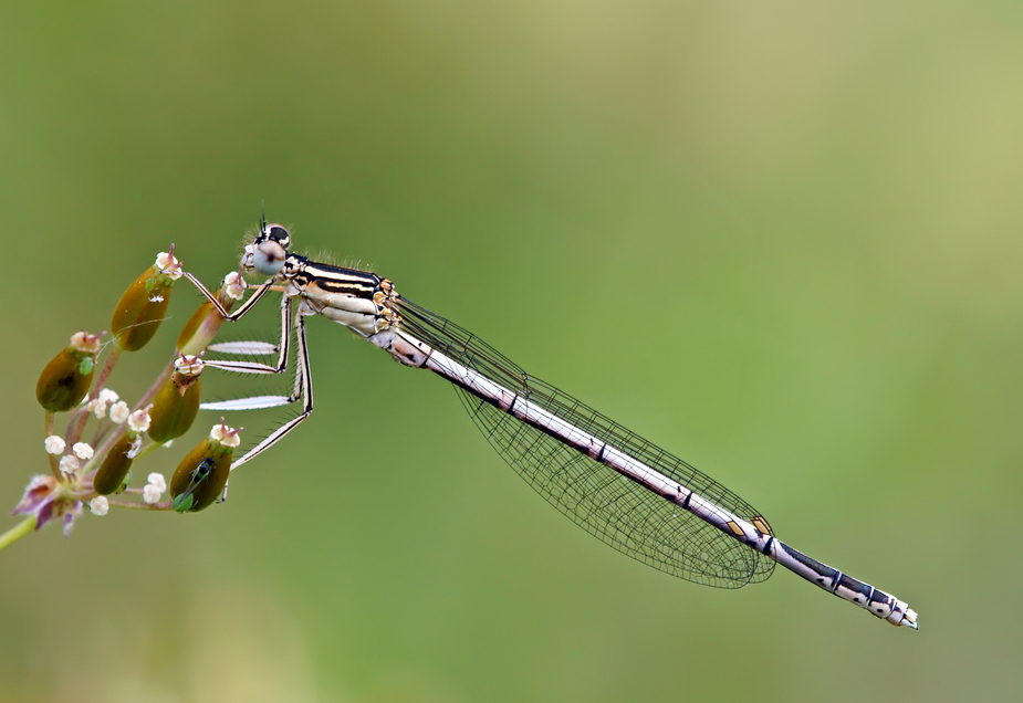 Blaue Federlibelle auf Blümchen