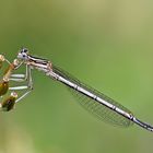 Blaue Federlibelle auf Blümchen