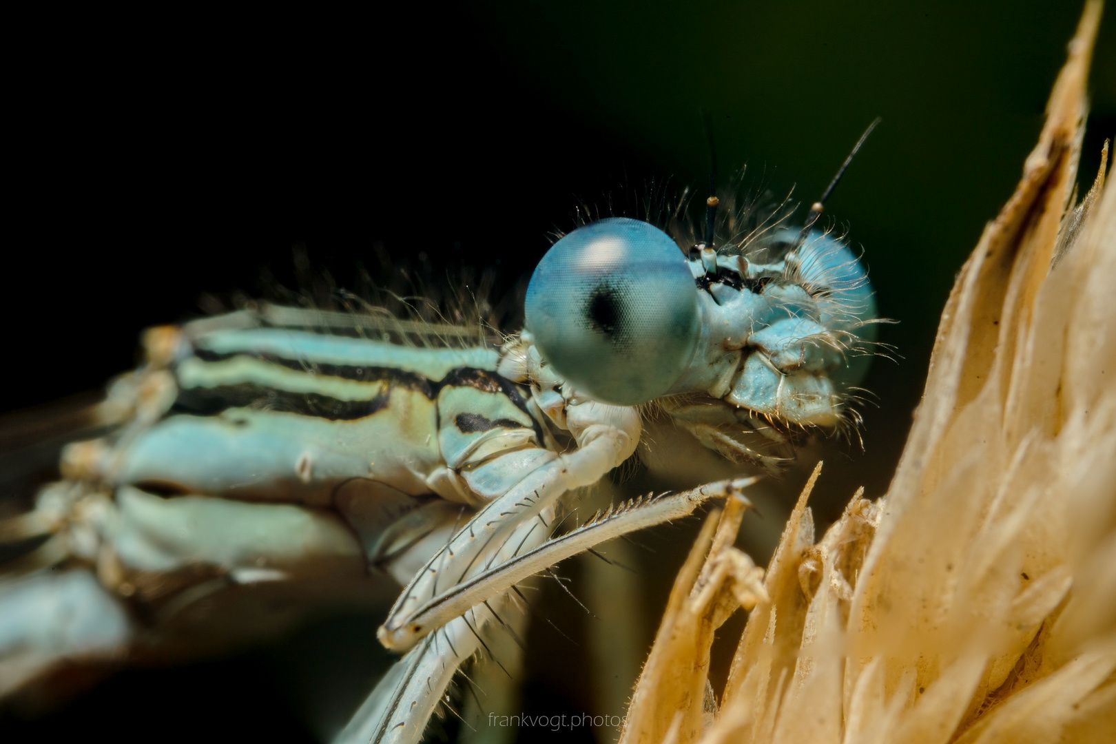 Blaue Federlibelle 