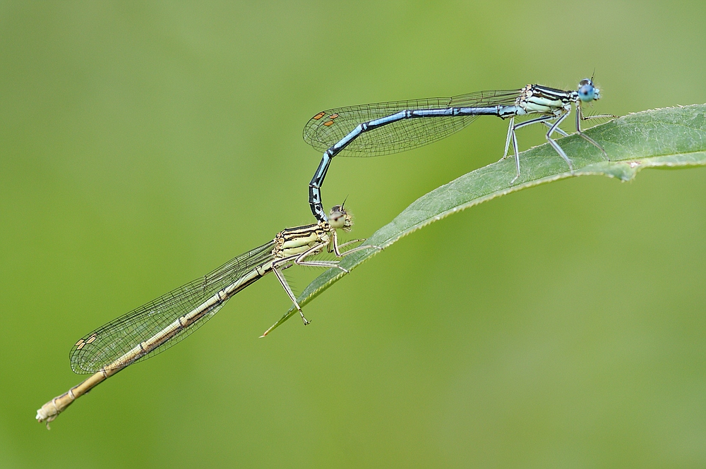 Blaue Federlibelle