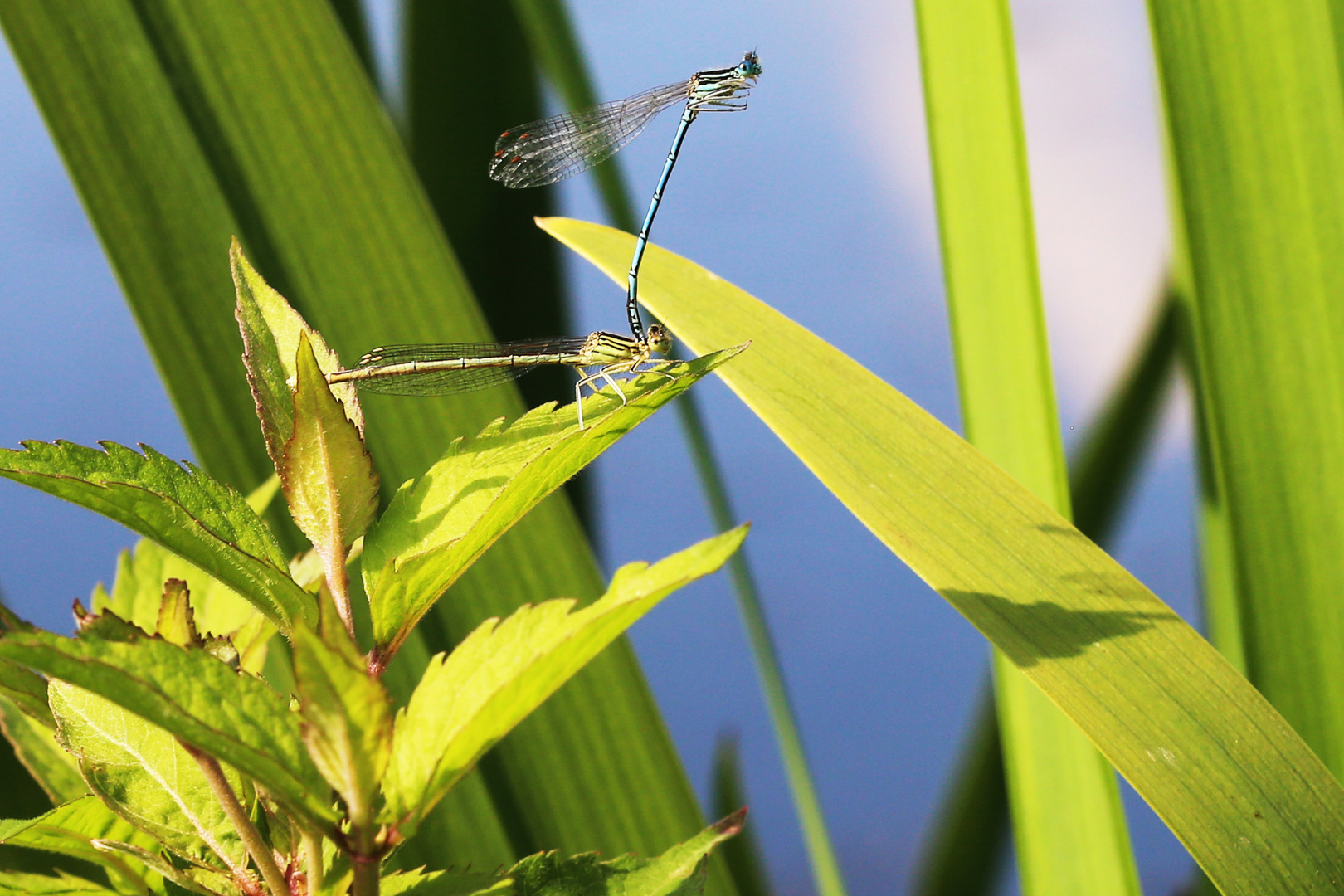 Blaue Federlibelle bei der Eiablage