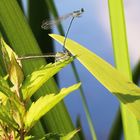 Blaue Federlibelle bei der Eiablage