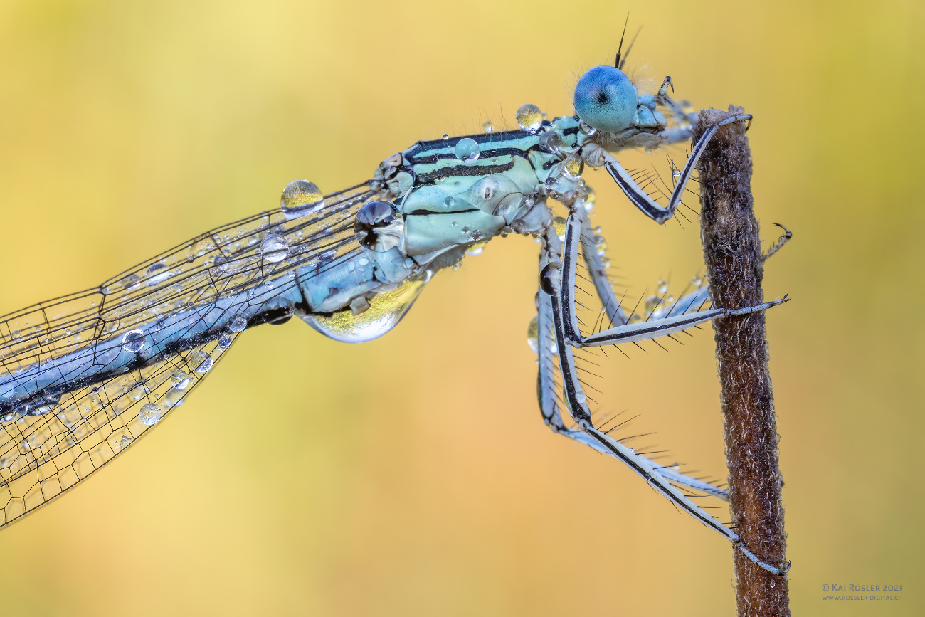 Blaue Federlibelle