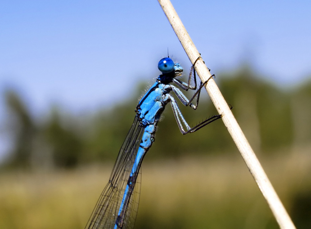 Blaue Federlibelle