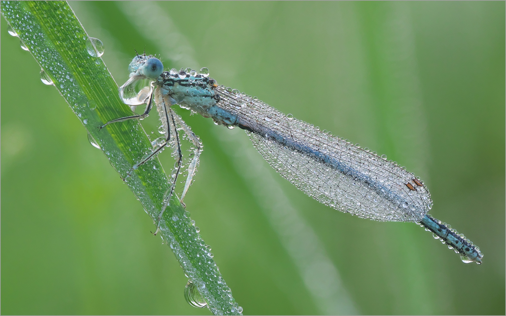 Blaue Federlibelle