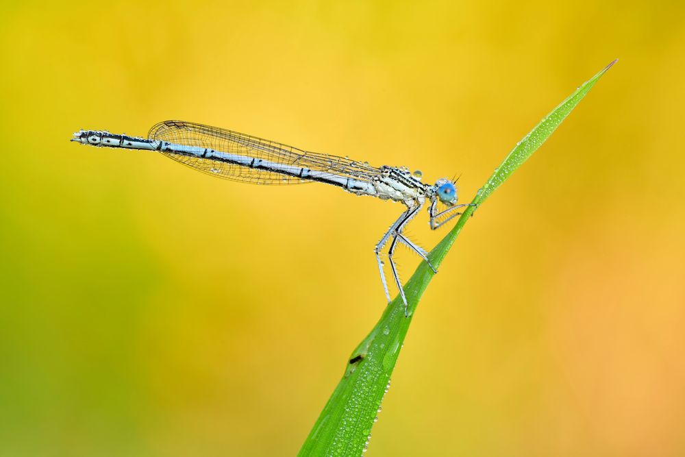 blaue Federlibelle 