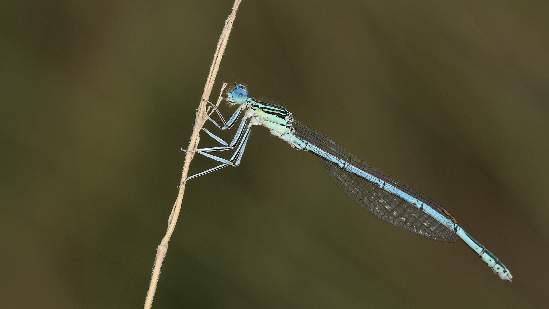 Blaue Federlibelle....