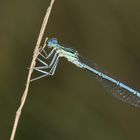 Blaue Federlibelle....