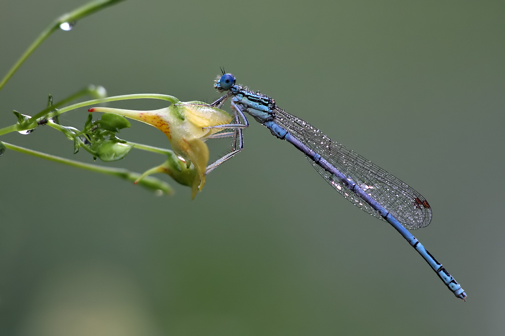 Blaue Federlibelle