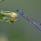 Blaue Federlibelle