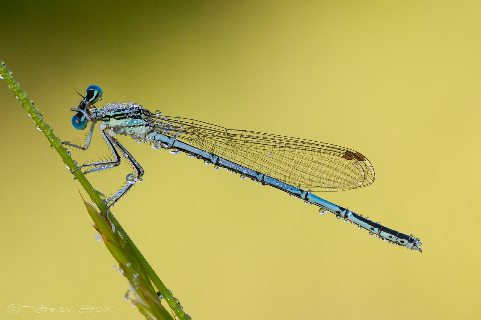 Blaue Federlibelle 