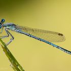 Blaue Federlibelle 