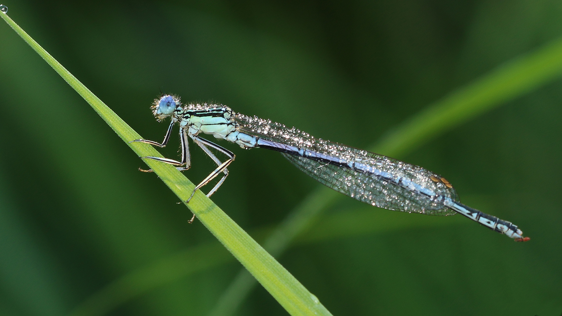 Blaue Federlibelle... Foto & Bild tiere, wildlife, libellen Bilder