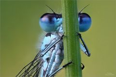 blaue Federlibelle Detail