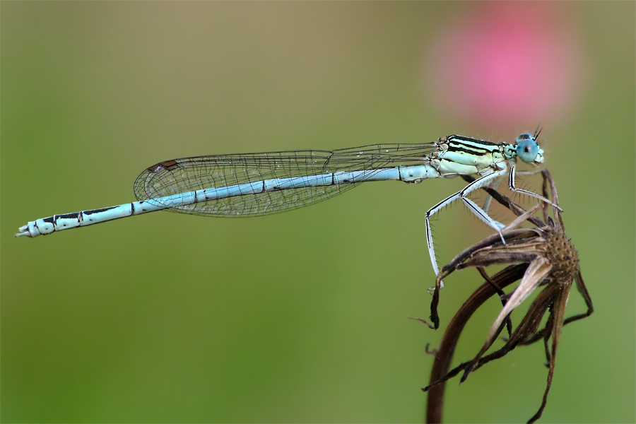 Blaue Federlibelle