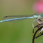 Blaue Federlibelle