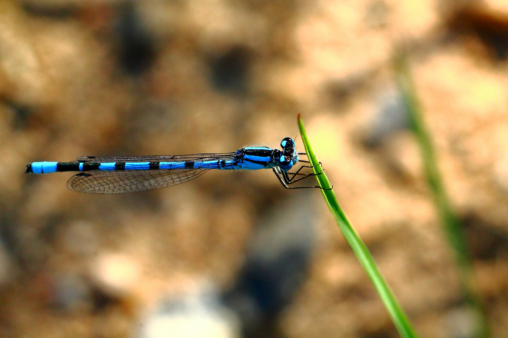 Blaue Federlibelle