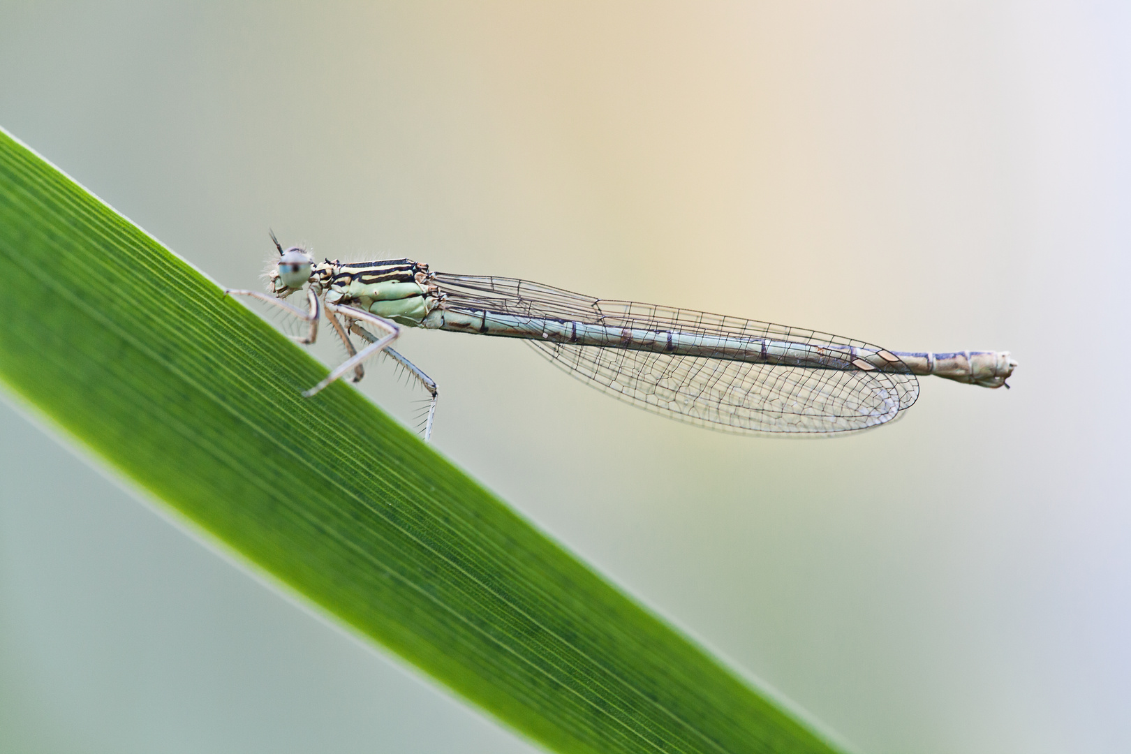 Blaue Federlibelle