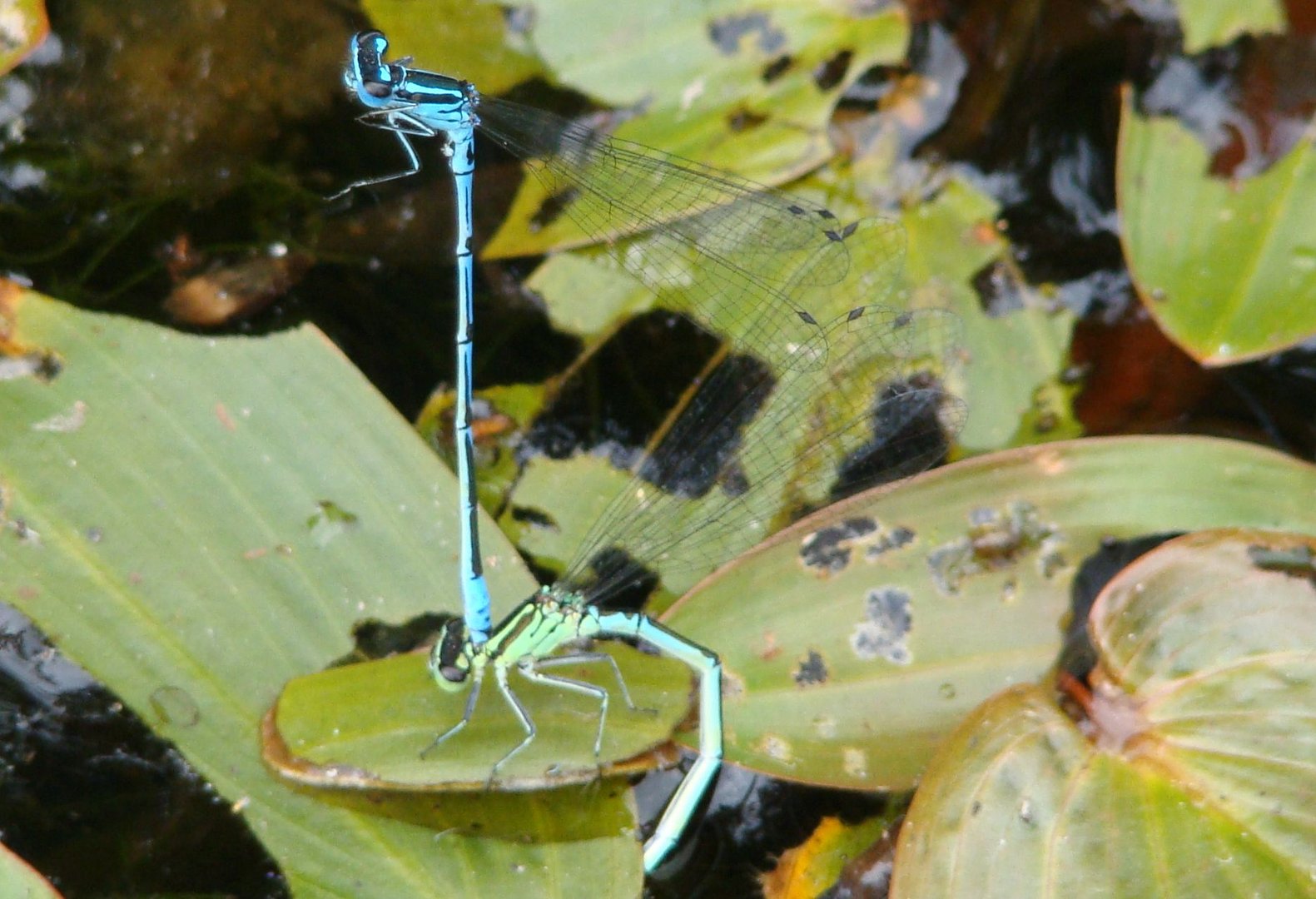 Blaue Federlibelle