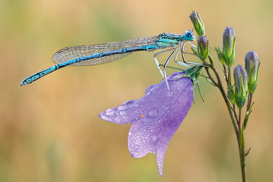 Blaue Federlibelle