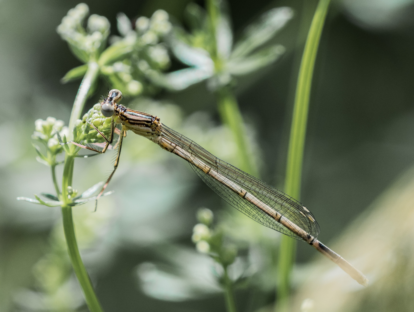 Blaue Federlibelle