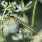 Blaue Federlibelle