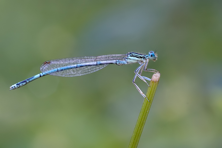 Blaue Federlibelle