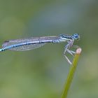 Blaue Federlibelle