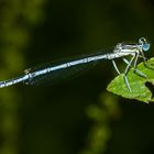 Blaue Federlibelle