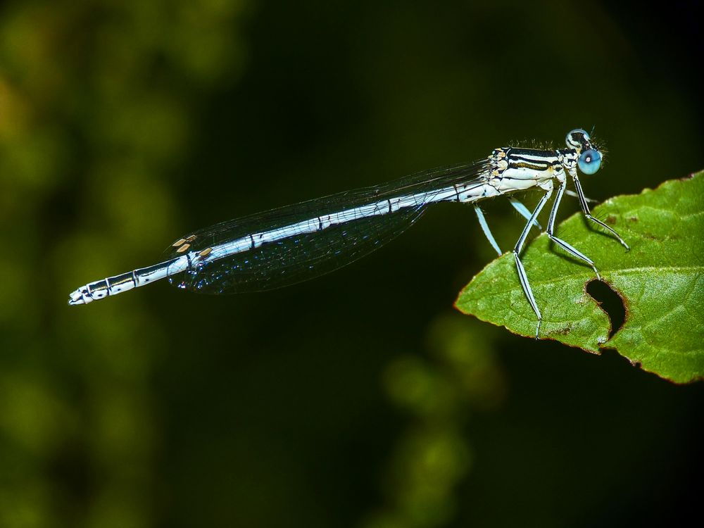 Blaue Federlibelle