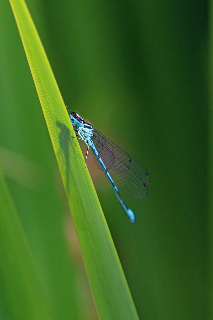 Blaue Federlibelle