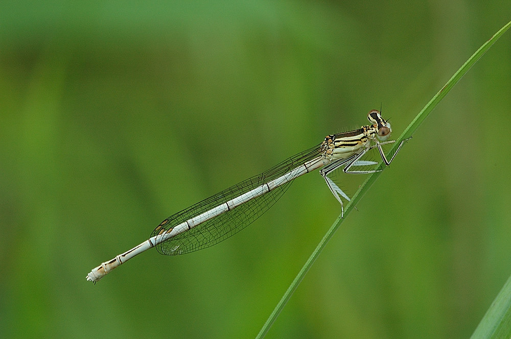 Blaue Federlibelle