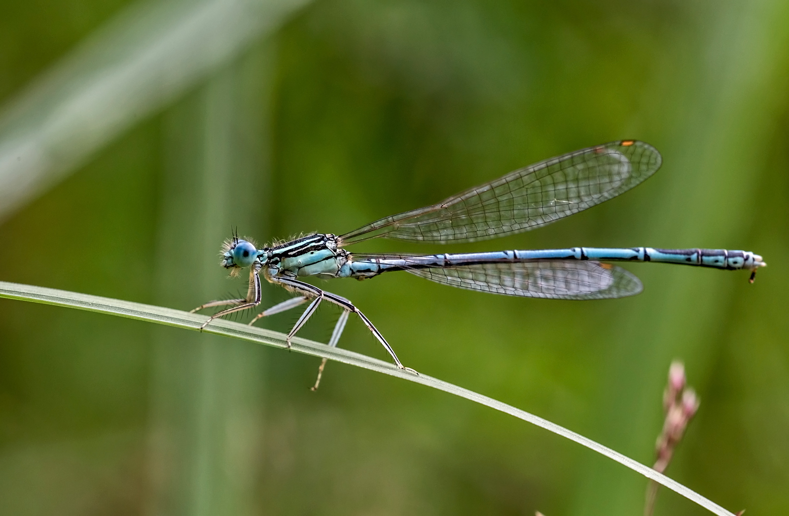 Blaue Federlibelle