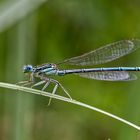 Blaue Federlibelle