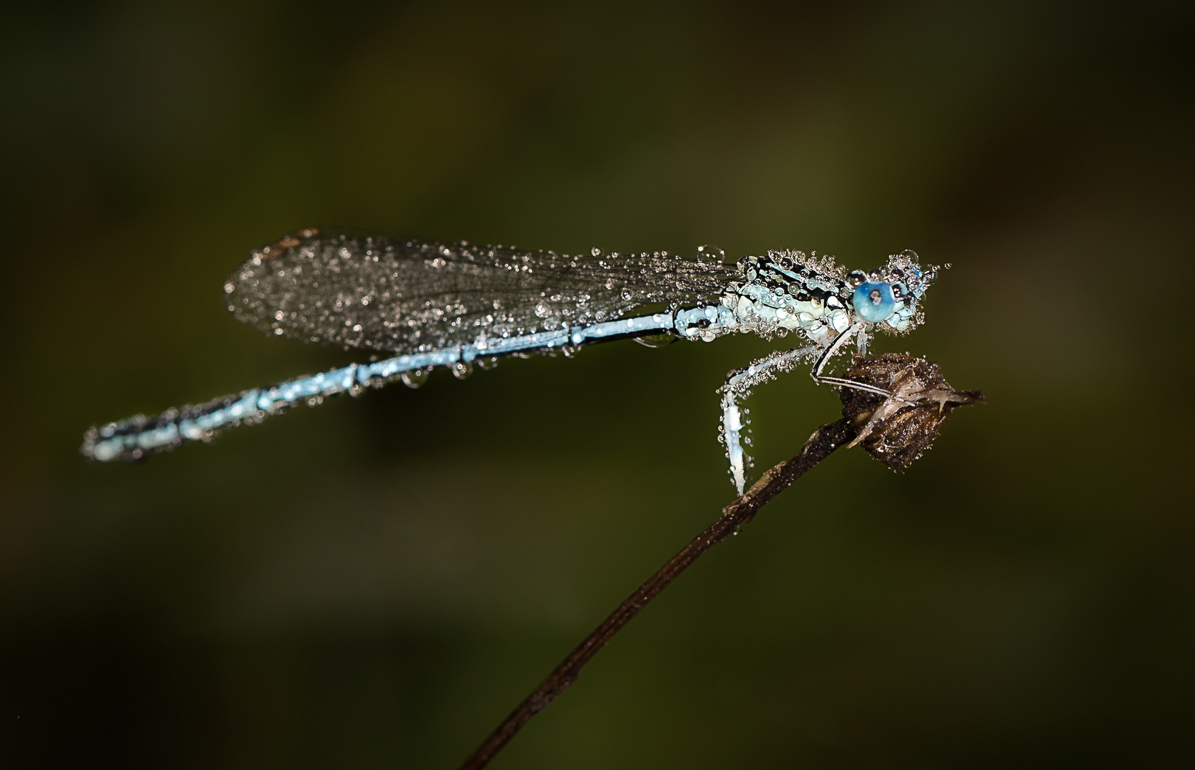 Blaue Federlibelle