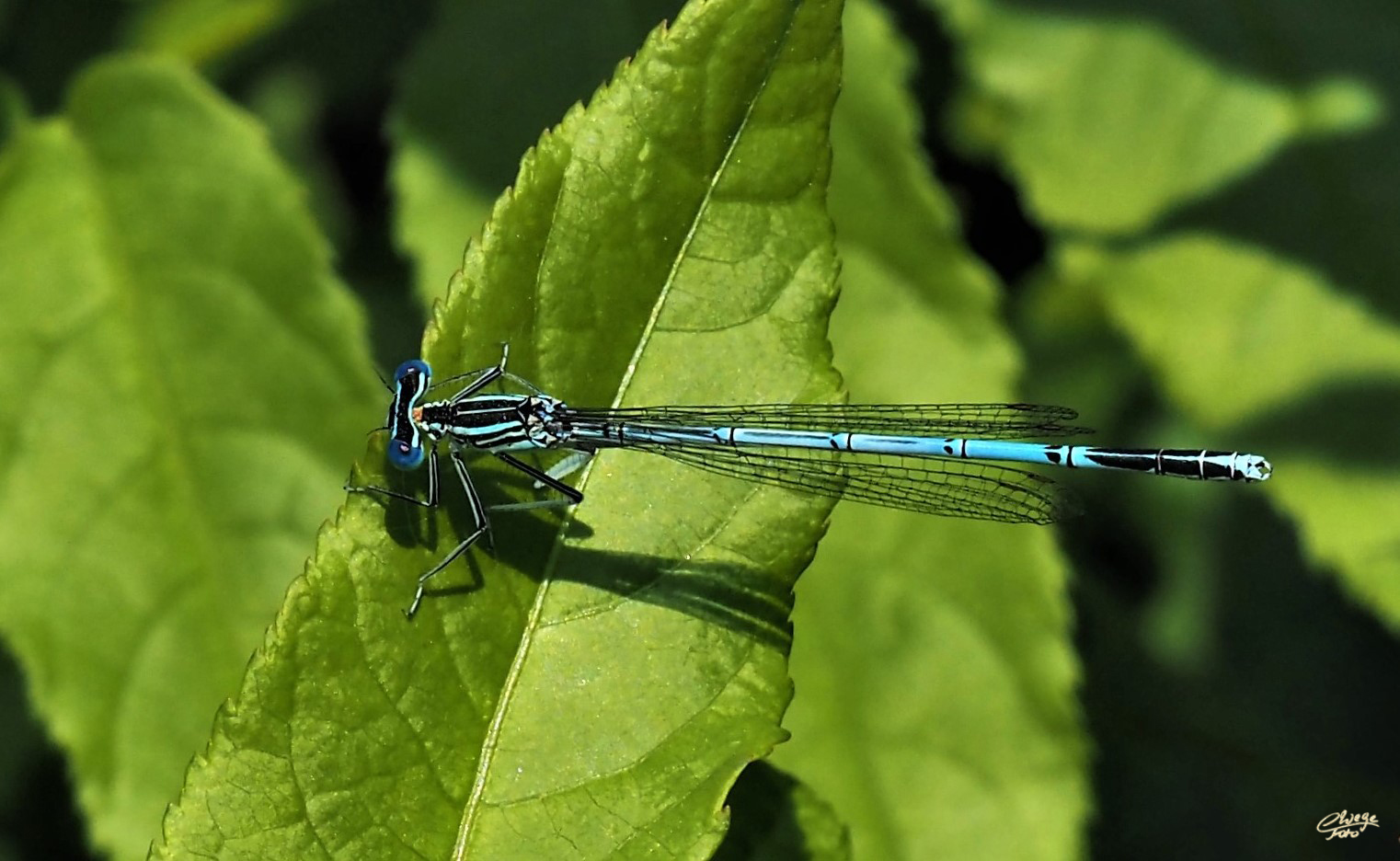 Blaue Federlibelle