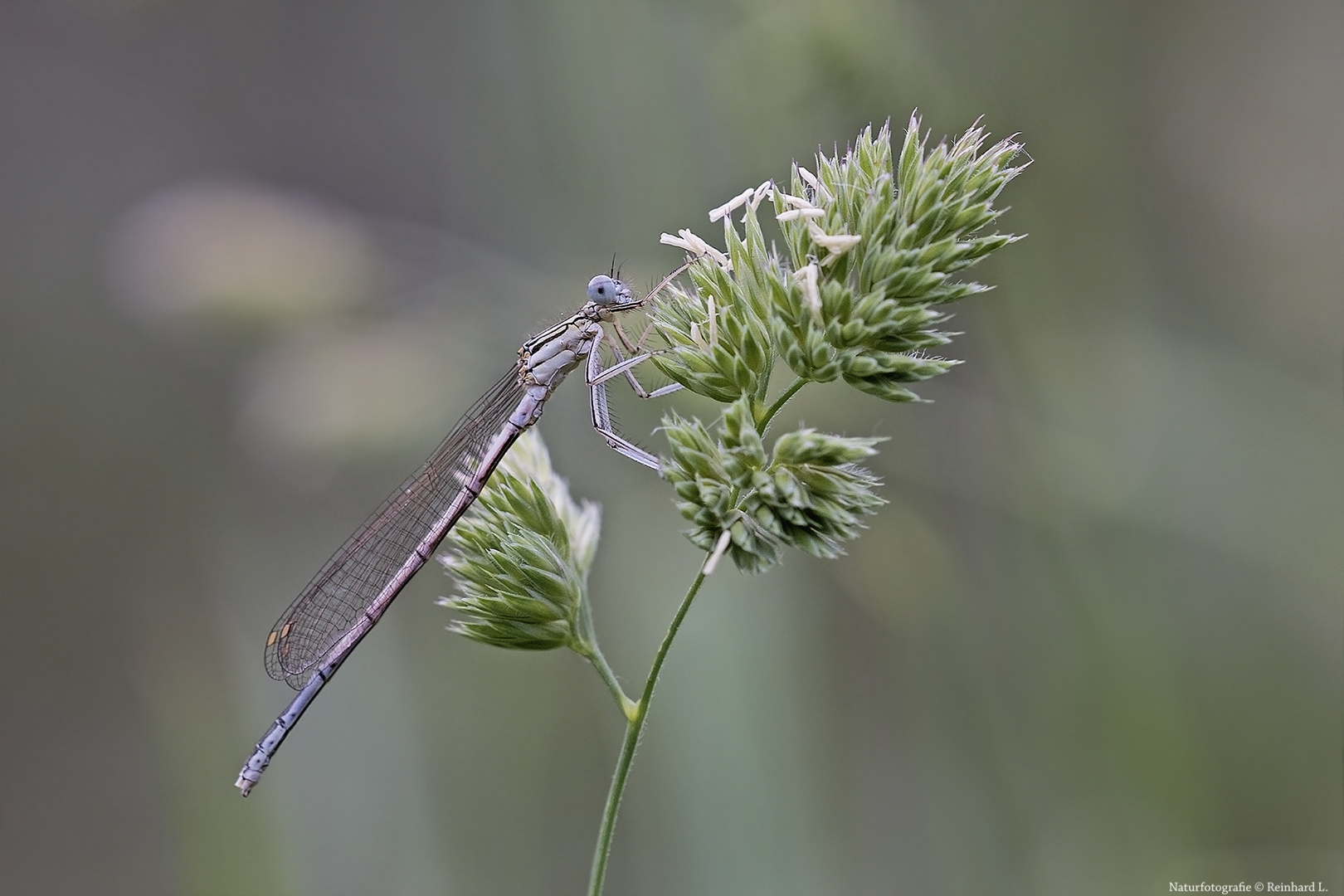  Blaue Federlibelle