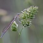  Blaue Federlibelle