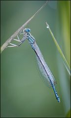 blaue Federlibelle